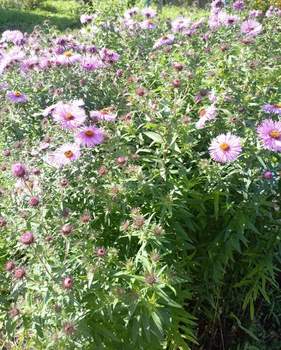 Дом 36м², 2-этажный, участок 5 сот.