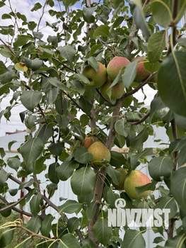 Дом 54м&sup2;, 2-этажный, участок 8 сот.  