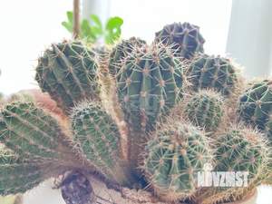 3-к квартира, вторичка, 92м2, 5/7 этаж